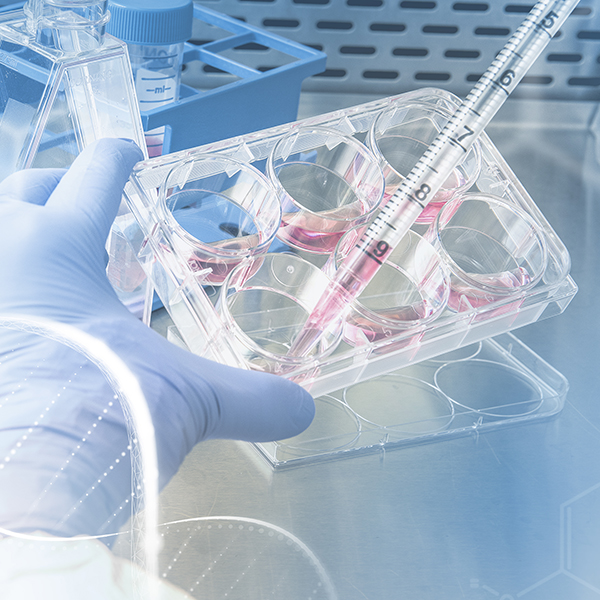 Antiviral Activity Tests (Cell Culture)