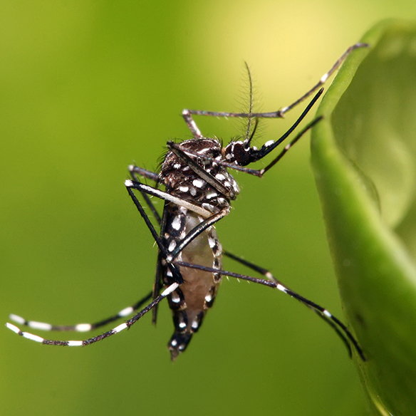 Biological Activity Tests